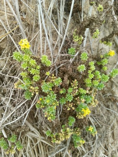 Galium arenarium, photographed by Crap Fou