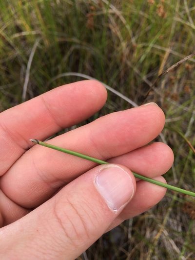 Eleocharis rostellata, photographed by Derek