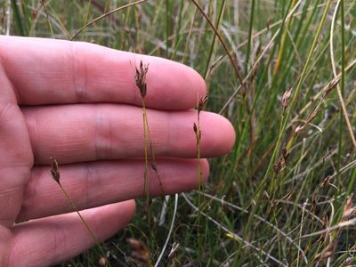 Rhynchospora capillacea, photographed by Derek