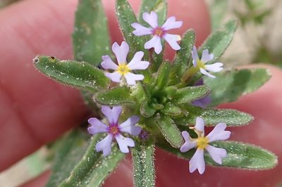 Zaluzianskya parviflora, photographed by Peter Warren
