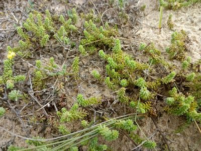 Galium arenarium, photographed by Crap Fou