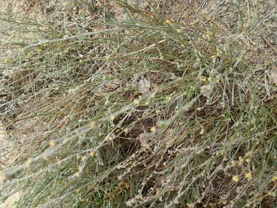 Bupleurum tenuissimum, photographed by Crap Fou