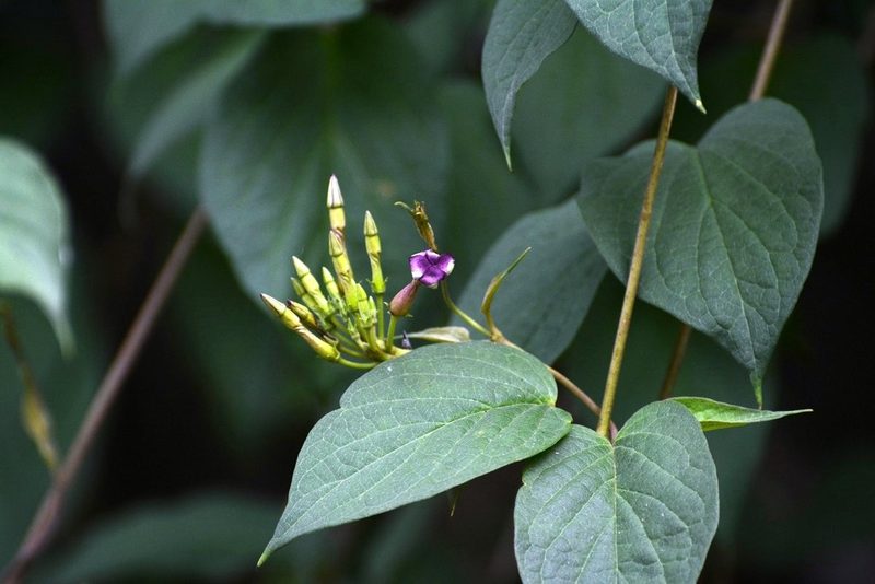 Laubertia contorta, photographed by Neptalí Ramírez Marcial