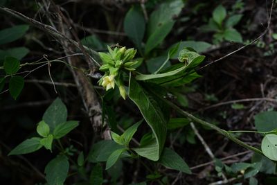 Prestonia mexicana, photographed by Neptalí Ramírez Marcial