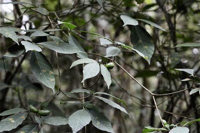 Tabernaemontana hannae, photographed by Neptalí Ramírez Marcial