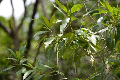 Alstonia longifolia, photographed by Neptalí Ramírez Marcial