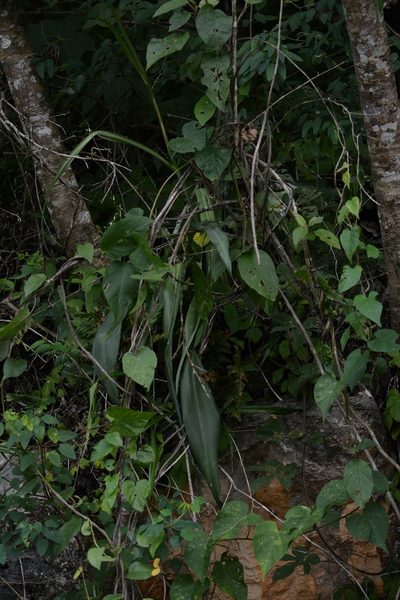 Agave pubescens, photographed by Neptalí Ramírez Marcial