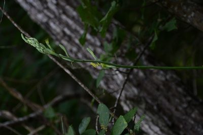 Agave pubescens, photographed by Neptalí Ramírez Marcial