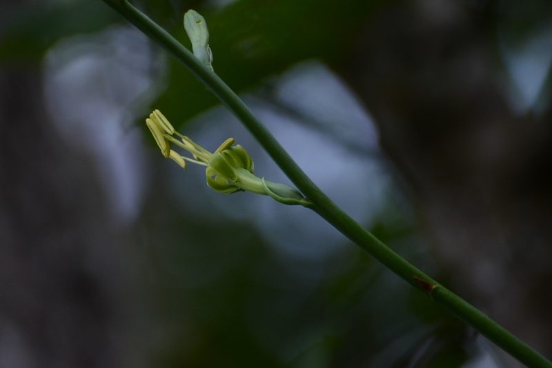Agave pubescens, photographed by Neptalí Ramírez Marcial