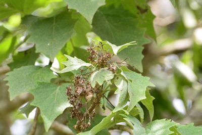 Pittocaulon velatum, photographed by Neptalí Ramírez Marcial