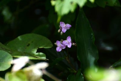 Tripogandra amplexicaulis, photographed by Neptalí Ramírez Marcial