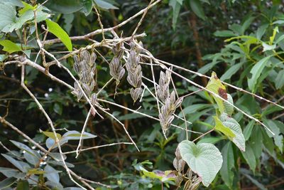 Dioscorea spiculiflora, photographed by Neptalí Ramírez Marcial