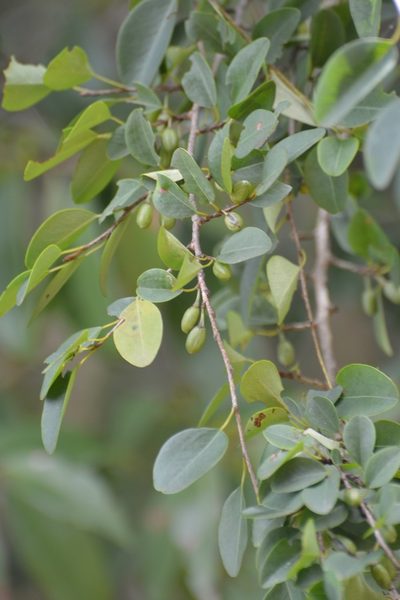 Erythroxylum guatemalense, photographed by Neptalí Ramírez Marcial