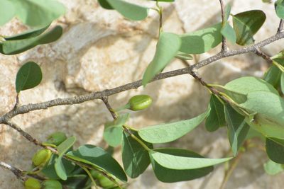 Erythroxylum guatemalense, photographed by Neptalí Ramírez Marcial
