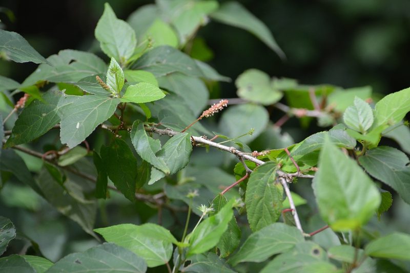 Acalypha leptopoda, photographed by Neptalí Ramírez Marcial