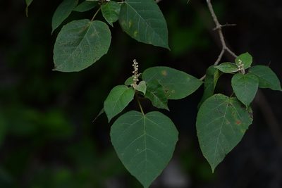 Croton francoanus, photographed by Neptalí Ramírez Marcial
