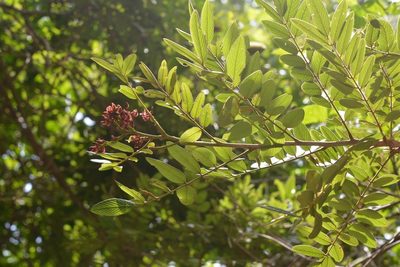 Lonchocarpus rugosus, photographed by Neptalí Ramírez Marcial