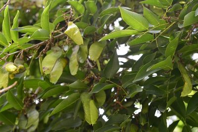 Lonchocarpus sumiderensis, photographed by Neptalí Ramírez Marcial
