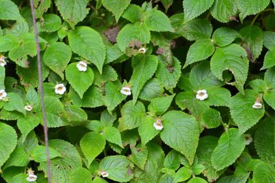 Achimenes warszewicziana, photographed by Neptalí Ramírez Marcial