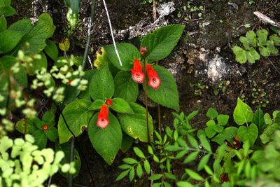 Kohleria rugata, photographed by Neptalí Ramírez Marcial