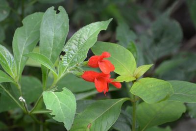 Salvia miniata, photographed by Neptalí Ramírez Marcial
