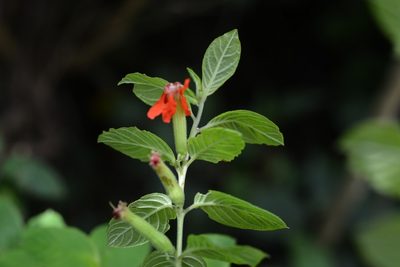 Cuphea intermedia, photographed by Neptalí Ramírez Marcial