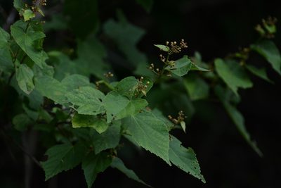 Ayenia micrantha, photographed by Neptalí Ramírez Marcial