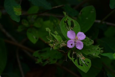 Heterocentron muricatum, photographed by Neptalí Ramírez Marcial