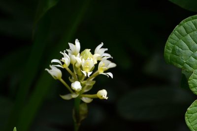 Govenia alba, photographed by Neptalí Ramírez Marcial