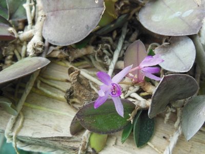 Meiracyllium trinasutum, photographed by Neptalí Ramírez Marcial