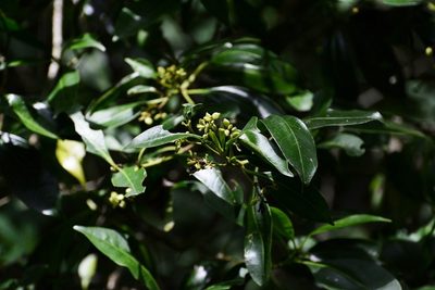 Chiococca phaenostemon, photographed by Neptalí Ramírez Marcial