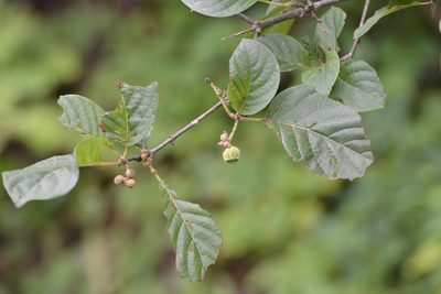 Guettarda macrosperma, photographed by Neptalí Ramírez Marcial