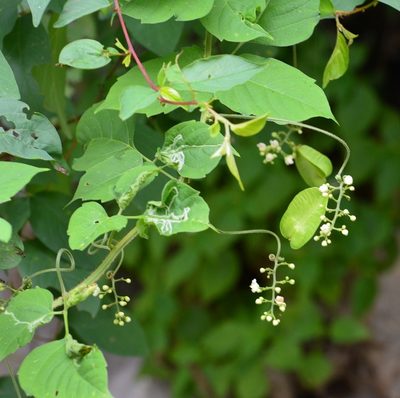 Serjania cardiospermoides, photographed by Neptalí Ramírez Marcial
