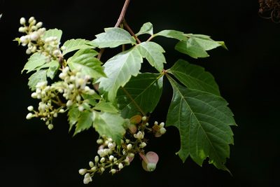 Serjania racemosa, photographed by Neptalí Ramírez Marcial