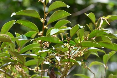 Chrysophyllum mexicanum, photographed by Neptalí Ramírez Marcial