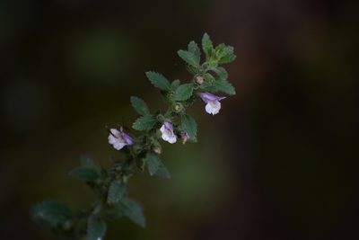 Capraria frutescens, photographed by Neptalí Ramírez Marcial