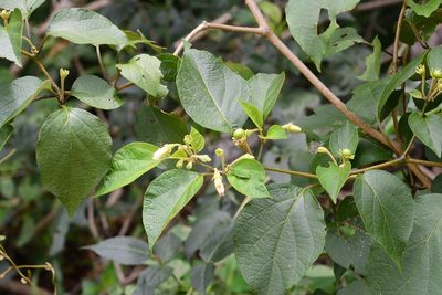 Lycianthes sideroxyloides, photographed by Neptalí Ramírez Marcial