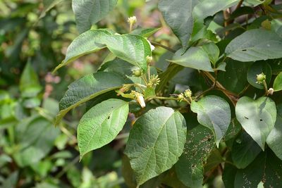 Lycianthes sideroxyloides, photographed by Neptalí Ramírez Marcial