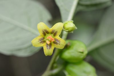Physalis melanocystis, photographed by Neptalí Ramírez Marcial