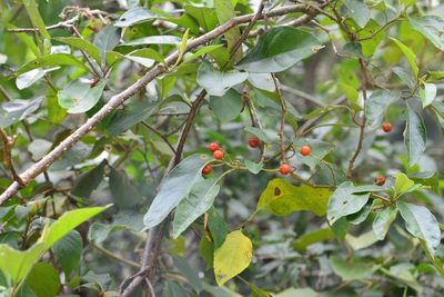 Solanum lanceifolium, photographed by Neptalí Ramírez Marcial