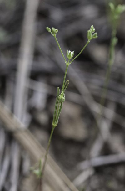Drymaria leptophylla, photographed by Craig Martin