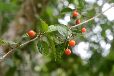 Solanum lanceifolium, photographed by Neptalí Ramírez Marcial