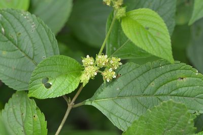 Lippia cardiostegia, photographed by Neptalí Ramírez Marcial