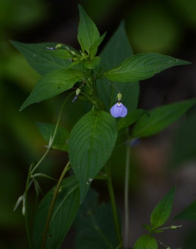 Pombalia glabra, photographed by Neptalí Ramírez Marcial
