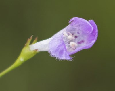 Agalinis gattingeri, photographed by aarongunnar