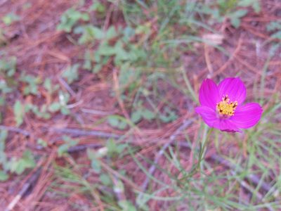 Cosmos crithmifolius, photographed by Neptalí Ramírez Marcial