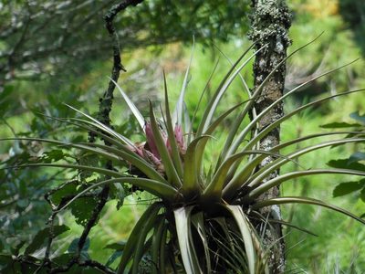 Tillandsia carlsoniae, photographed by Neptalí Ramírez Marcial
