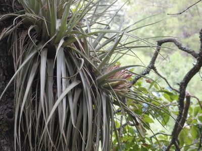 Tillandsia carlsoniae, photographed by Neptalí Ramírez Marcial