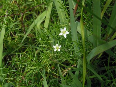 Arenaria bourgaei, photographed by Neptalí Ramírez Marcial