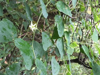 Passiflora pavonis, photographed by Neptalí Ramírez Marcial